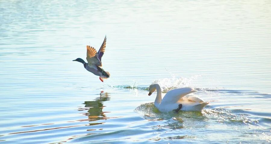 今年双11家电市场的多变与不变(图1)