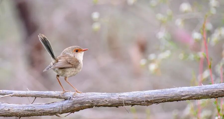 不拼低价家电厂商今年拼什么(图1)