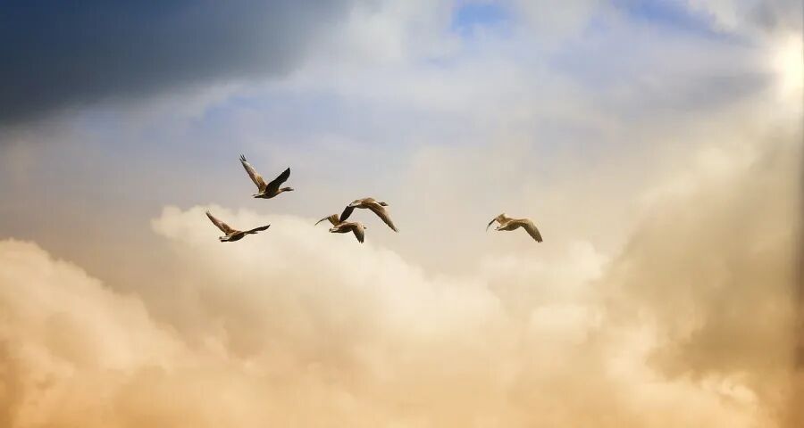 AWE的机器人狂热与家电零售困局(图1)